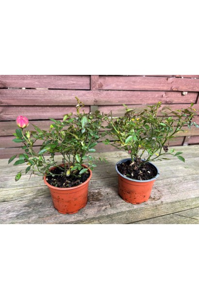 Троянда поліантова Триколор Фейрі посадка